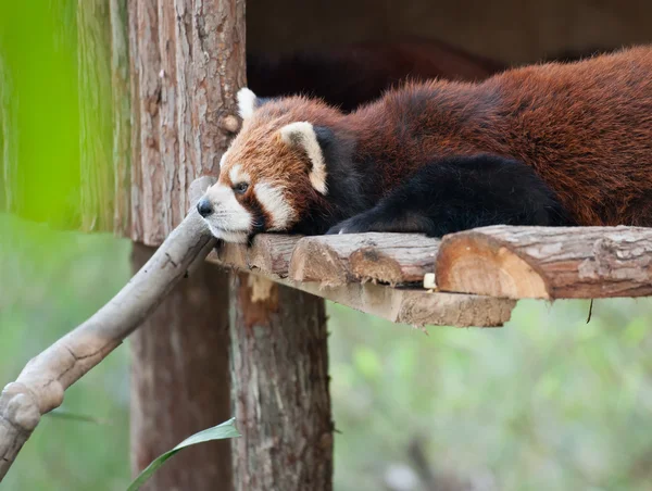 Kleiner Panda — Stockfoto