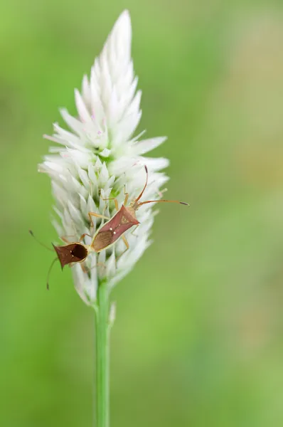 Long horned beetle — Stock Photo, Image
