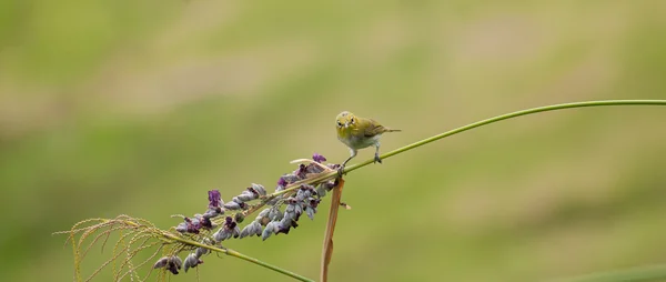 Oryantal white-eye kuş — Stok fotoğraf