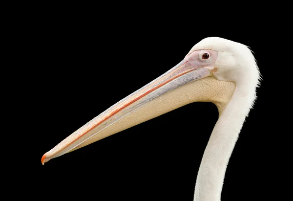 Isolato Pelican testa — Foto Stock
