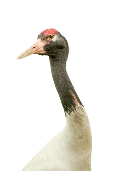 Isolerade röda krönade crane — Stockfoto
