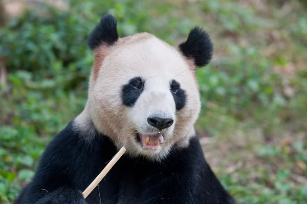Panda comiendo — Foto de Stock