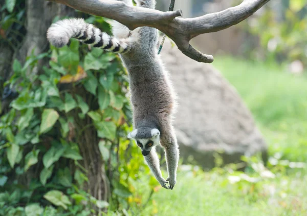 Lémur encantador — Foto de Stock