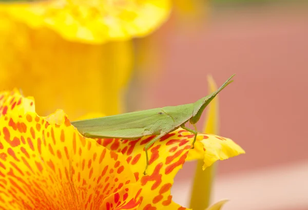 Slant faced grasshopper — Stock Photo, Image