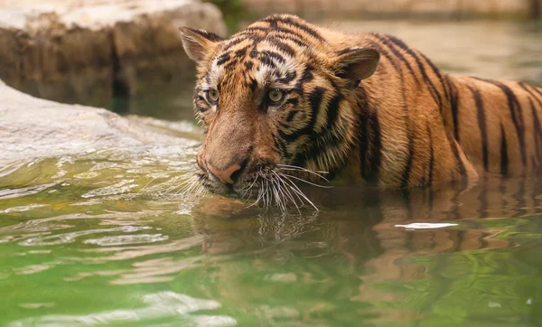Tigre perigoso — Fotografia de Stock