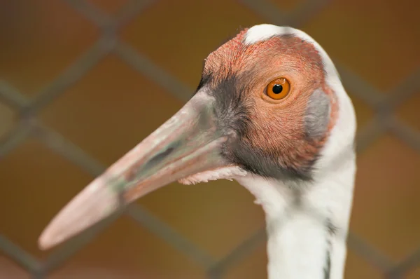 White napped crane — Stok fotoğraf