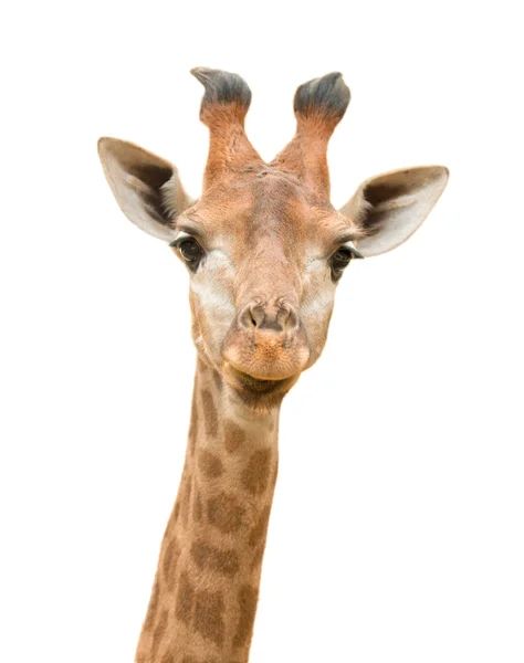 Afzonderlijke giraf Stockfoto