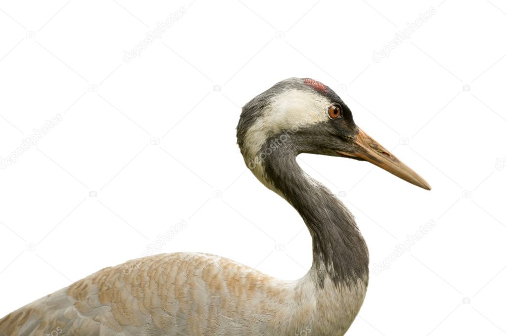 Isolated common crane