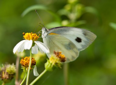 Pieris kelebek