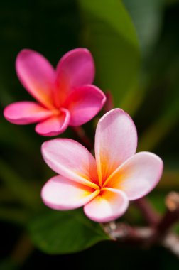 Plumeria rubra clipart