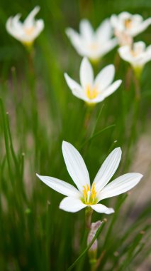 Zephyranthes candida Herb