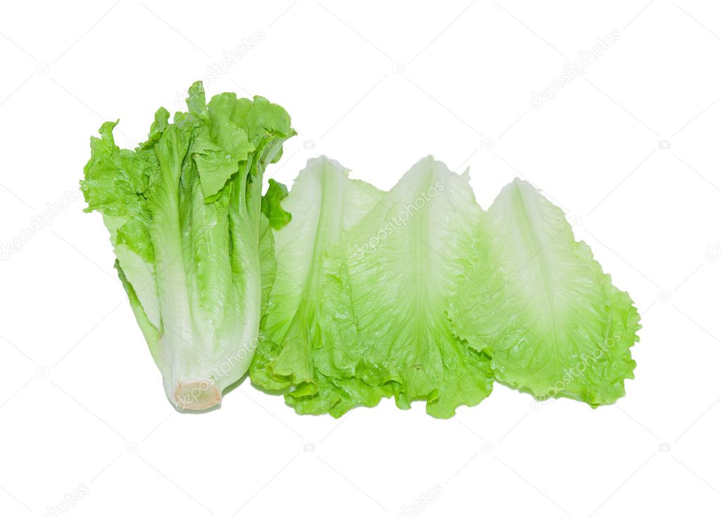 Isolated lettuce