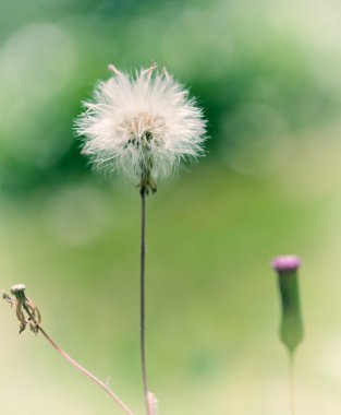 Single Dandelion clipart