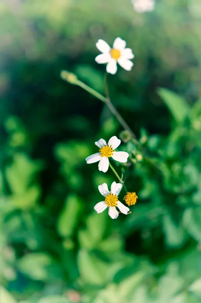 Flores Margarida — Fotografia de Stock