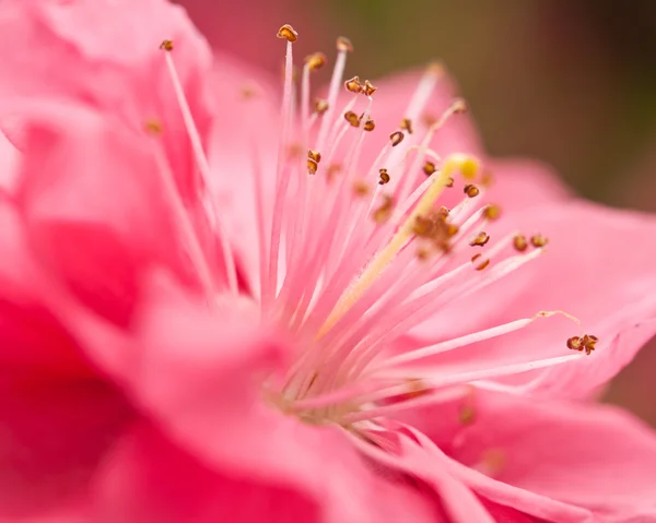 Brzoskwiniowy kwiat — Zdjęcie stockowe