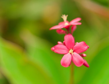 Little red jatropha flower clipart