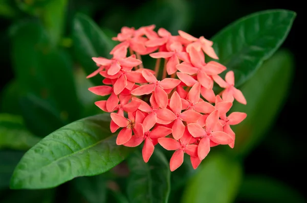 Ixora kwiat — Zdjęcie stockowe