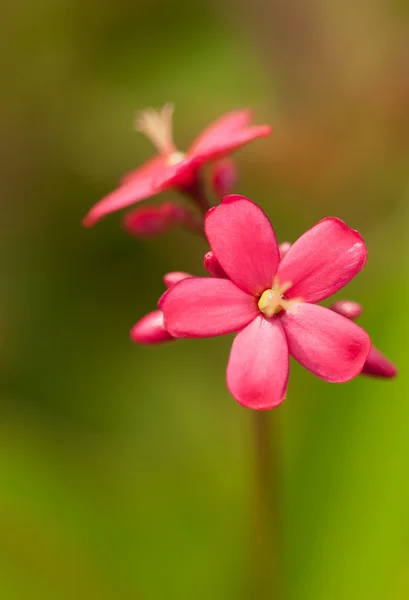 Kleine rode jatropha bloem — Stockfoto
