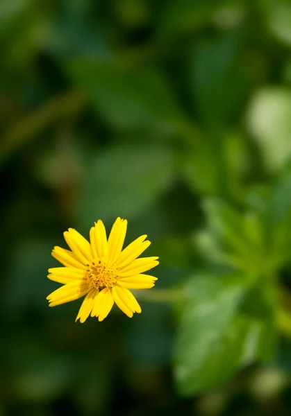 Мала жовта квітка — стокове фото