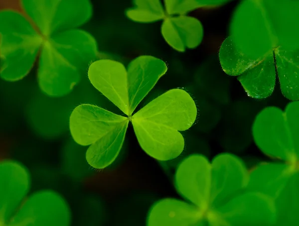 stock image Oxalis