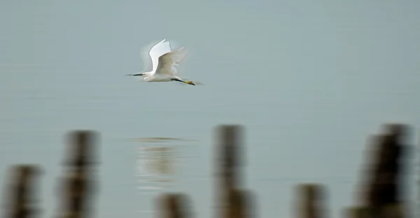 Oiseau volant rapide — Photo