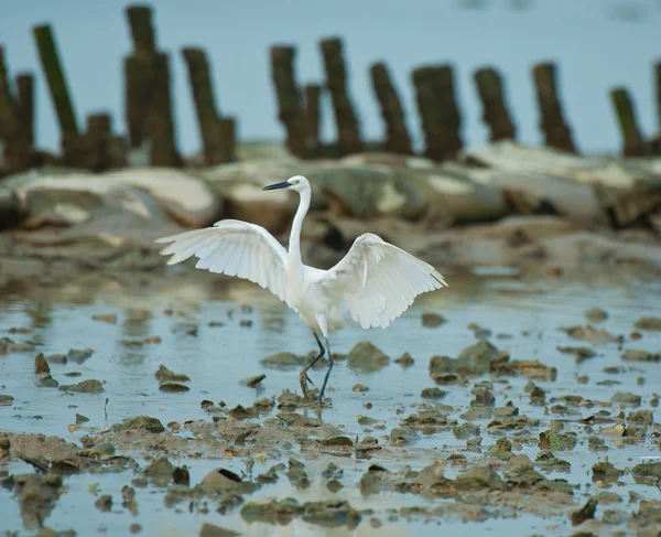 立っている白鷺 — ストック写真