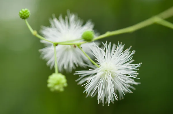 Kwiat julibrissin Albizia — Zdjęcie stockowe