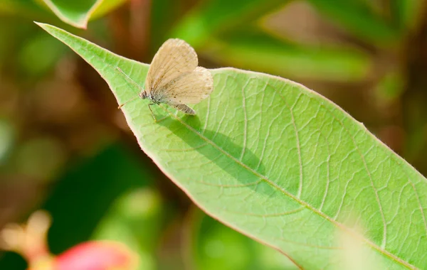 Pieris butterfly — Stock Photo, Image