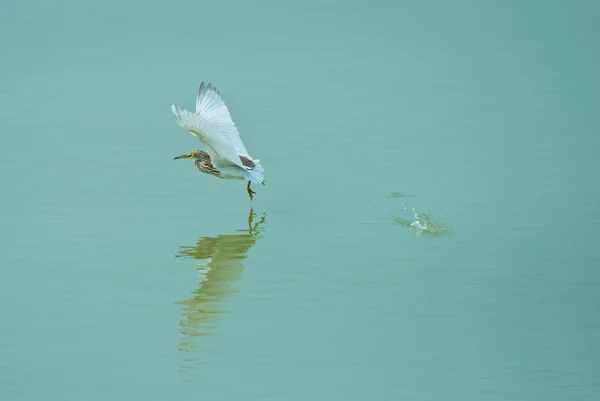 Garça da lagoa chinesa — Fotografia de Stock