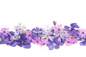 Purple spring flower border