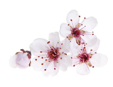 Cherry blossoms close up clipart