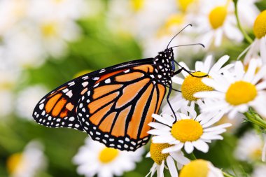 Monarch butterfly on flower clipart