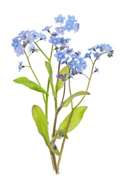 Forget-me-not flowers on white clipart