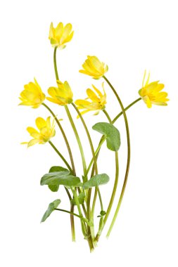 Yellow spring wild flowers clipart