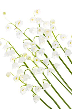 Lily-of-the-valley flowers on white clipart