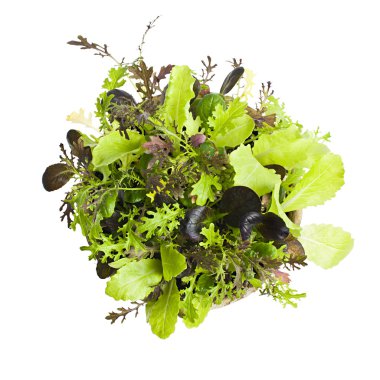 Lettuce seedlings clipart