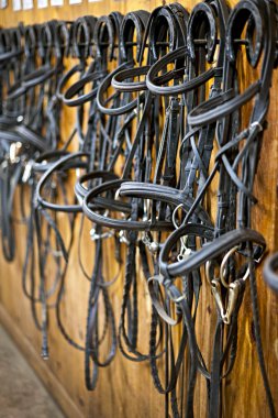 Horse bridles hanging in stable clipart