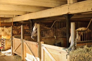 Horses in stables clipart