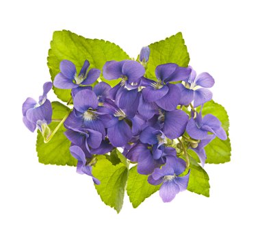 Bouquet of violets clipart