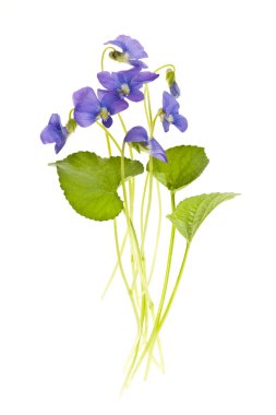 Spring violets on white clipart