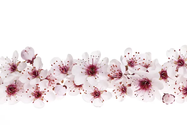 Borda de flores de cerejeira — Fotografia de Stock