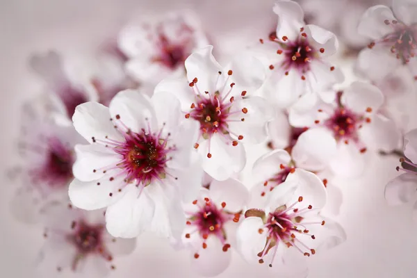 Flores de cerejeira — Fotografia de Stock