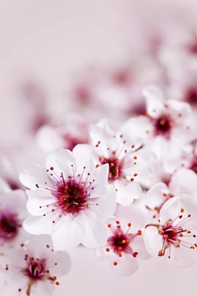 Вишня цвітіння — стокове фото