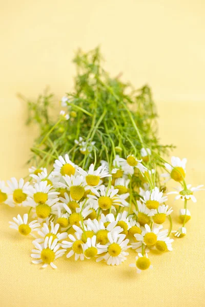 Flores de manzanilla — Foto de Stock