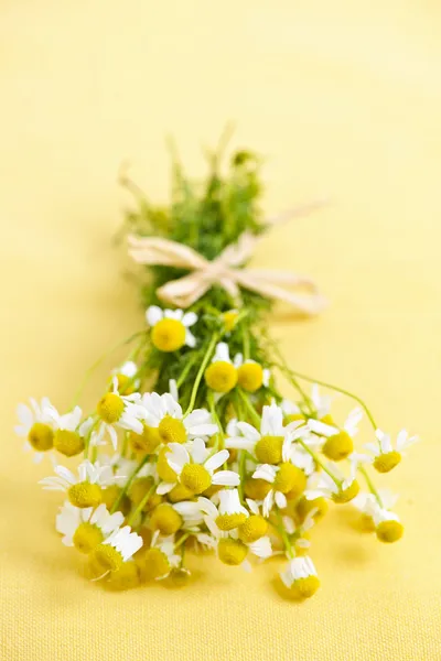 카모마일 꽃 — 스톡 사진