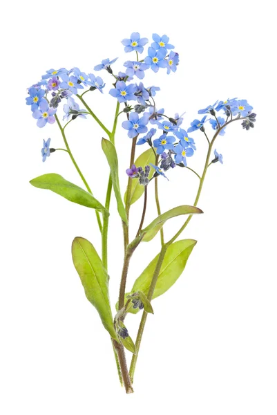 Forget-me-not flowers on white — Stock Photo, Image