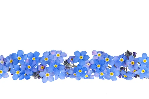 蓝色春天花边框 — 图库照片