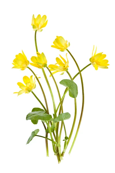 Amarelo primavera flores selvagens — Fotografia de Stock