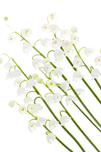Lelietje-van-de-dalen bloemen op wit — Stockfoto