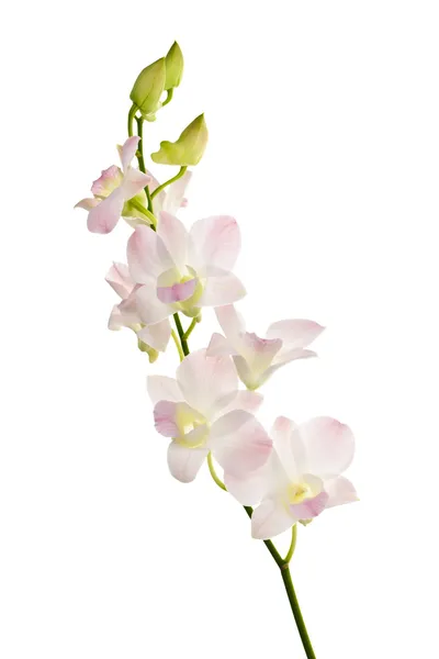 Kwiaty Orchid oddział — Zdjęcie stockowe
